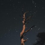 A beautiful starry night showcasing a solitary withered tree against a star-filled sky.